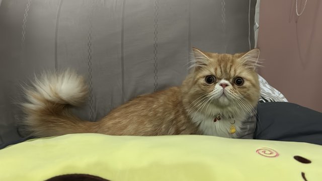 Mochi - Persian Cat