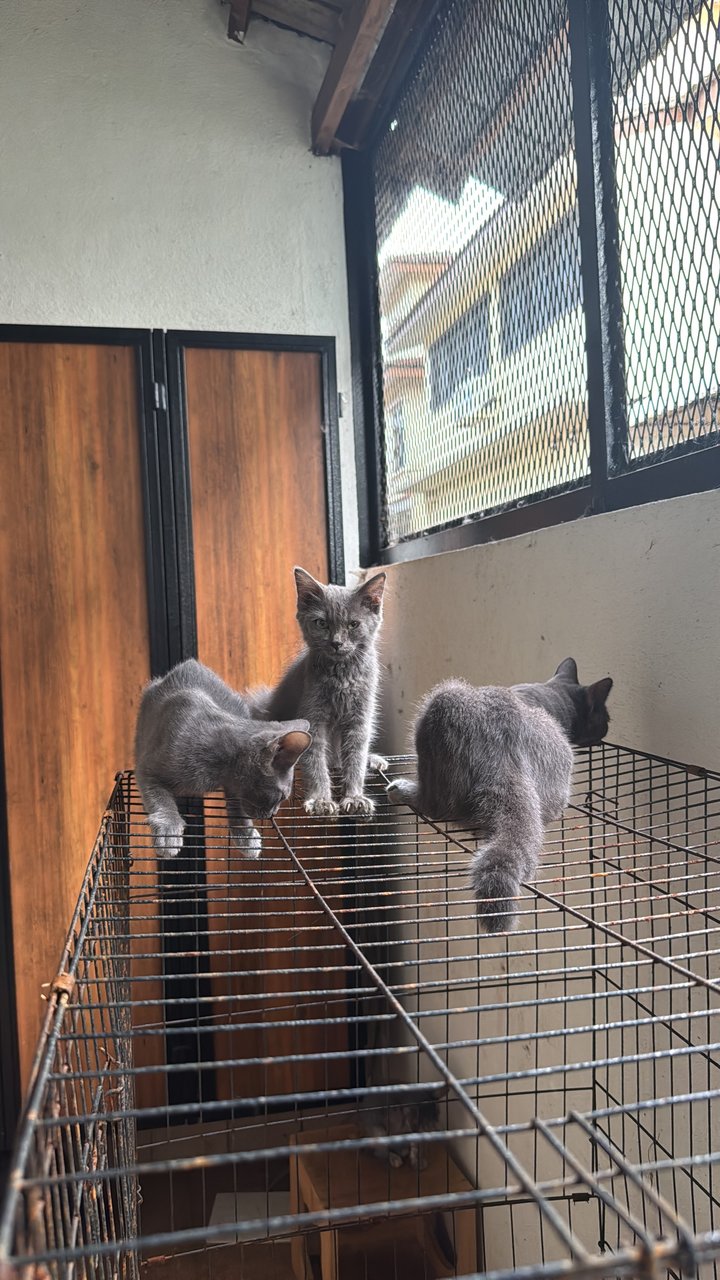 Yuki, Mocha, Aslan - Domestic Short Hair Cat