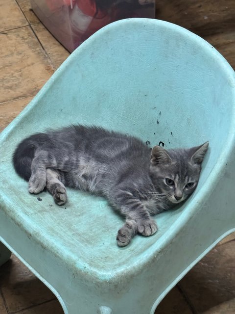 Yuki, Mocha, Aslan - Domestic Short Hair Cat