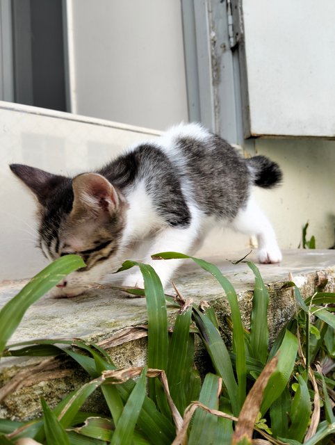 Boa  - Domestic Short Hair Cat