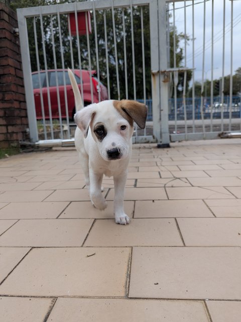 Bubbles - Mixed Breed Dog