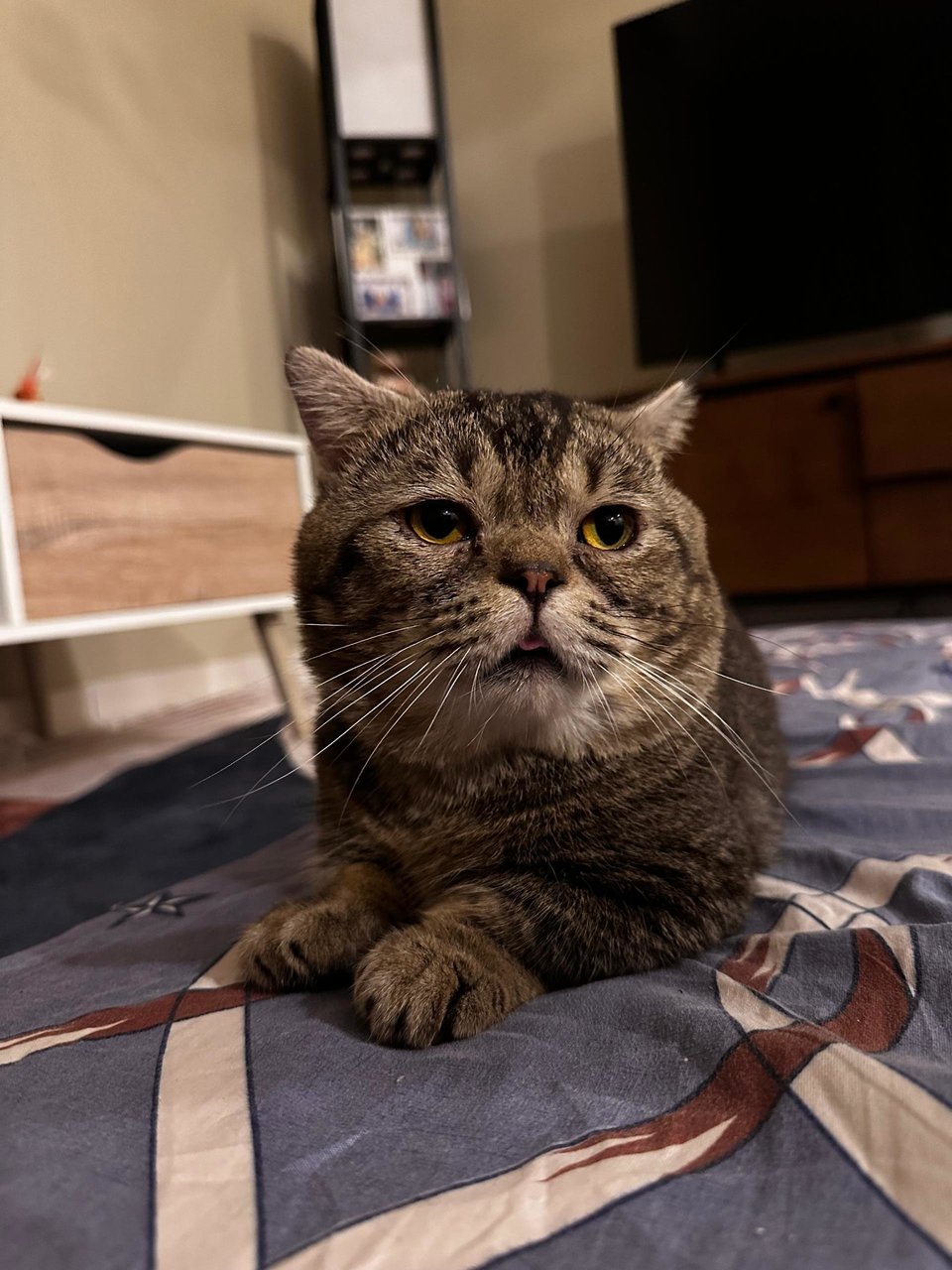 Kupau - British Shorthair + Munchkin Cat