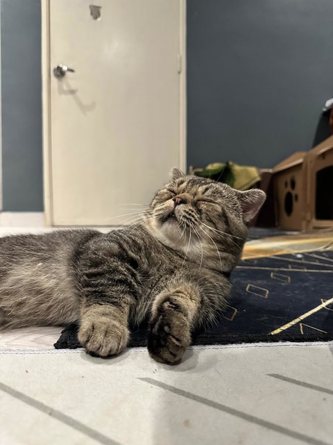 Kupau - British Shorthair + Munchkin Cat