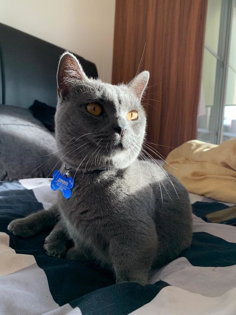 Jimmy - British Shorthair + Munchkin Cat