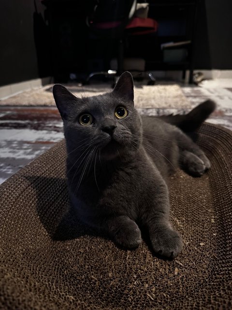 Jimmy - British Shorthair + Munchkin Cat