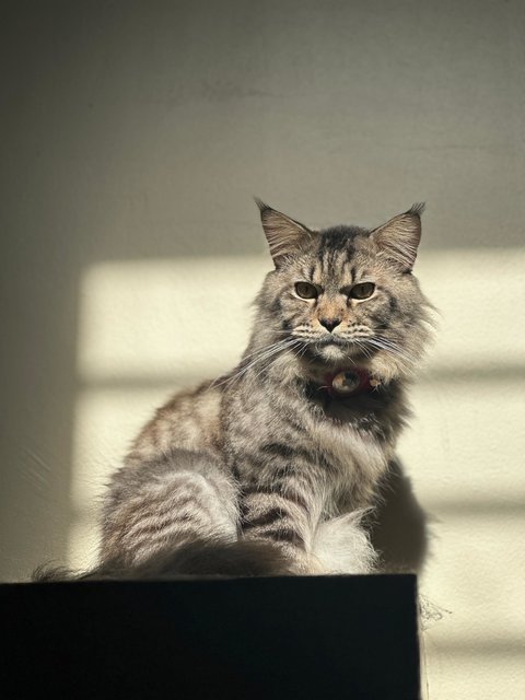 Hunter - Maine Coon Cat