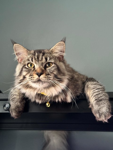 Hunter - Maine Coon Cat