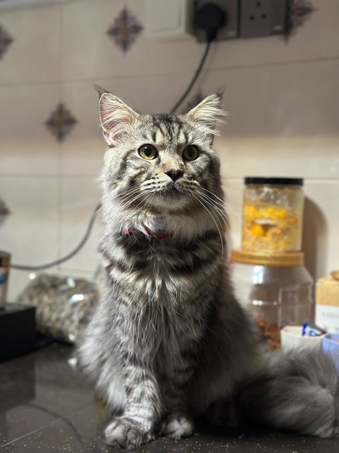 Hunter - Maine Coon Cat