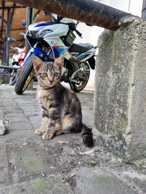 Kenn  - Bengal Cat