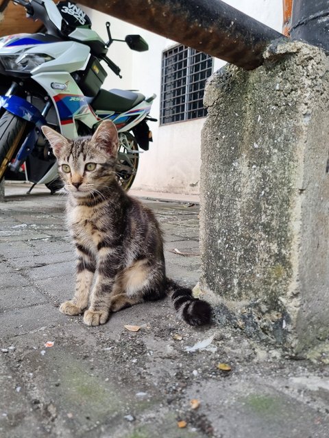 Kenn  - Bengal Cat