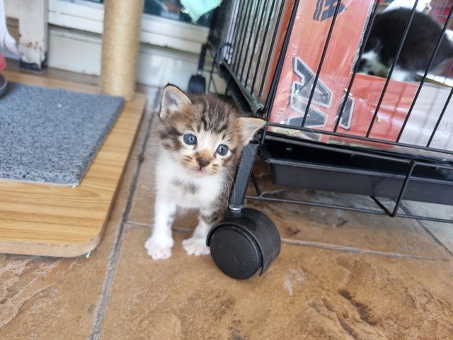 Coffee, Tea And Milky - Domestic Short Hair Cat