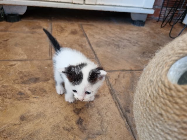 Coffee, Tea And Milky - Domestic Short Hair Cat