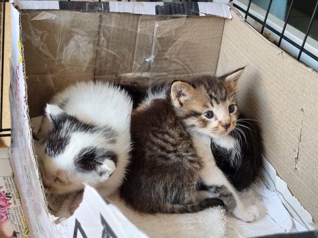 Coffee, Tea And Milky - Domestic Short Hair Cat