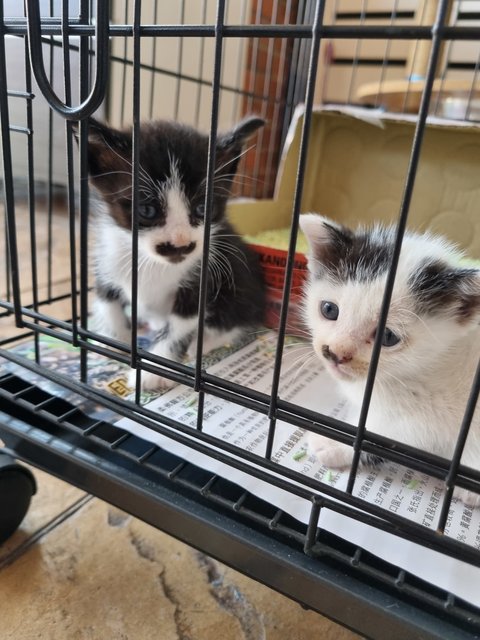 Coffee, Tea And Milky - Domestic Short Hair Cat