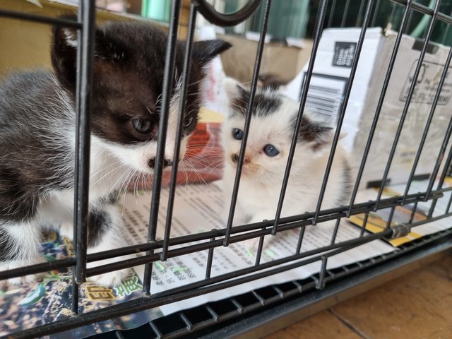 Coffee, Tea And Milky - Domestic Short Hair Cat