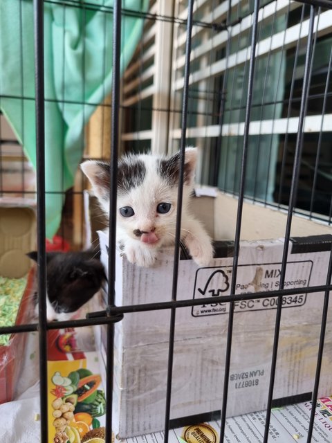 Coffee, Tea And Milky - Domestic Short Hair Cat