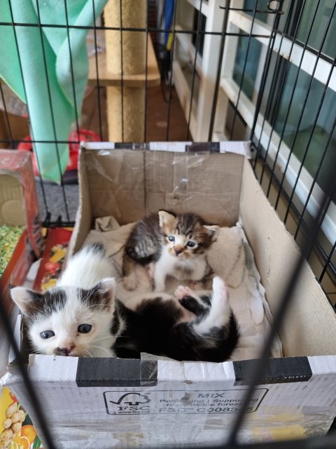 Coffee, Tea And Milky - Domestic Short Hair Cat