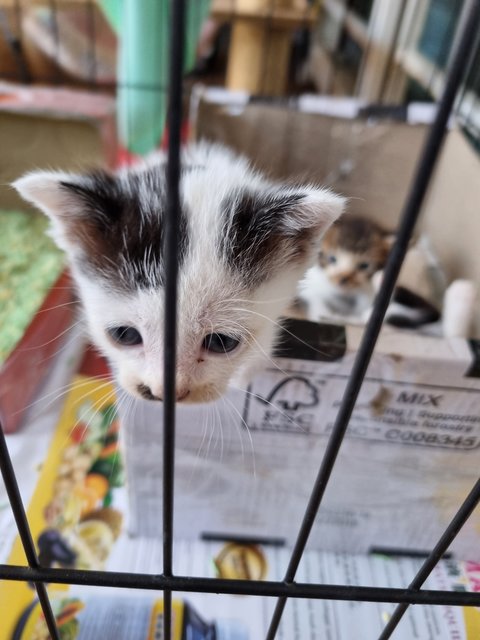 Coffee, Tea And Milky - Domestic Short Hair Cat