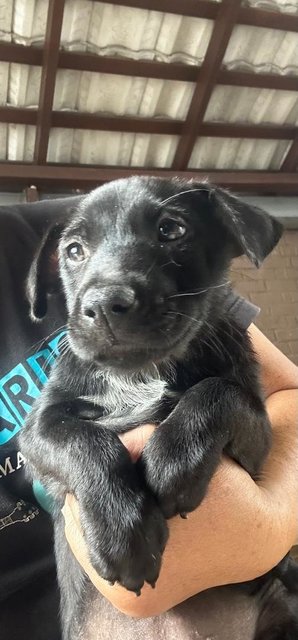 1 Month Labrador Mixed - Labrador Retriever Dog