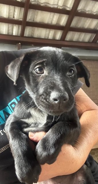 1 Month Labrador Mixed - Labrador Retriever Dog