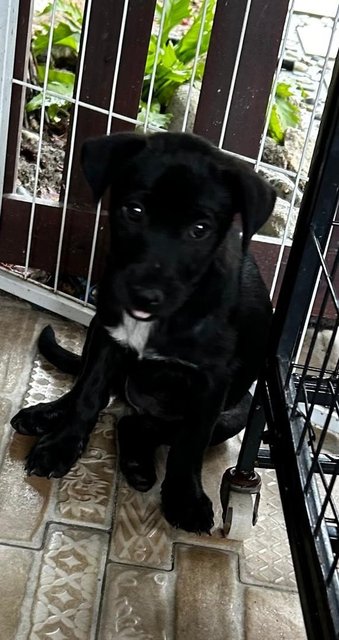 1 Month Labrador Mixed - Labrador Retriever Dog