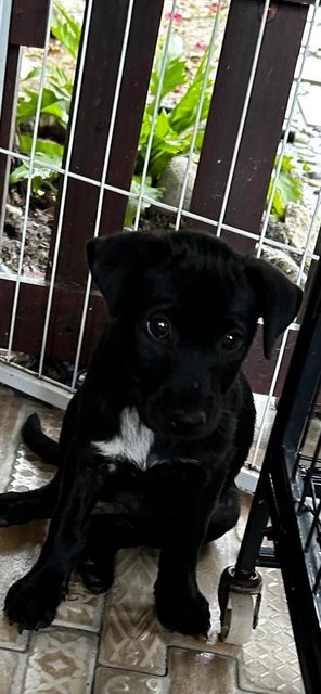 1 Month Labrador Mixed - Labrador Retriever Dog