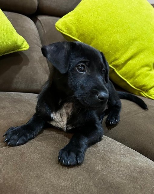 1 Month Labrador Mixed - Labrador Retriever Dog