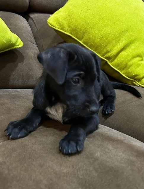 1 Month Labrador Mixed - Labrador Retriever Dog