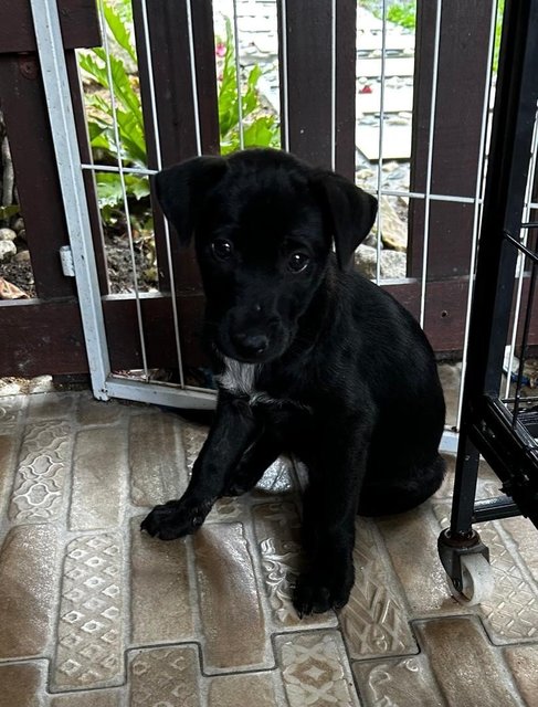 1 Month Labrador Mixed - Labrador Retriever Dog