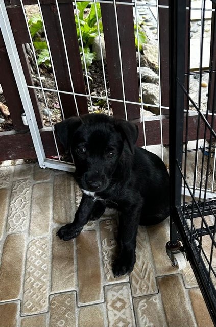 1 Month Labrador Mixed - Labrador Retriever Dog