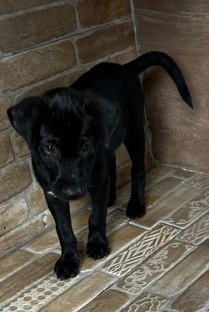 1 Month Labrador Mixed - Labrador Retriever Dog