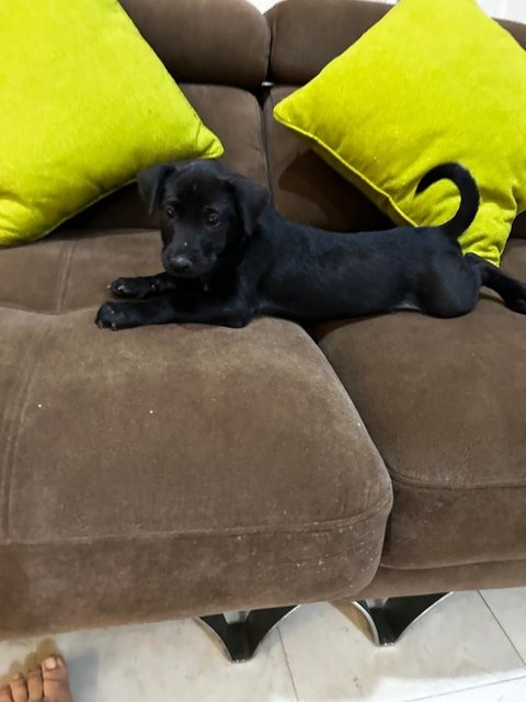 1 Month Labrador Mixed - Labrador Retriever Dog