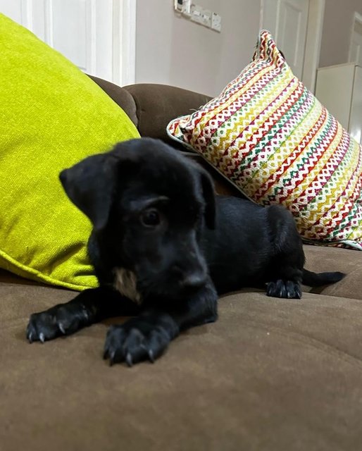 1 Month Labrador Mixed - Labrador Retriever Dog