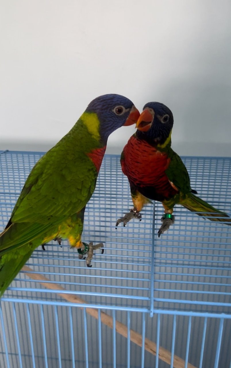 Jack &amp; Rose - Lory/Lorikeet Bird