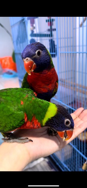 Jack &amp; Rose - Lory/Lorikeet Bird