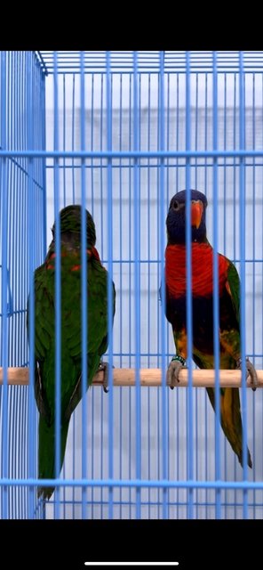 Jack &amp; Rose - Lory/Lorikeet Bird