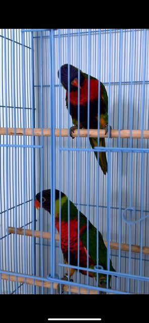 Jack &amp; Rose - Lory/Lorikeet Bird