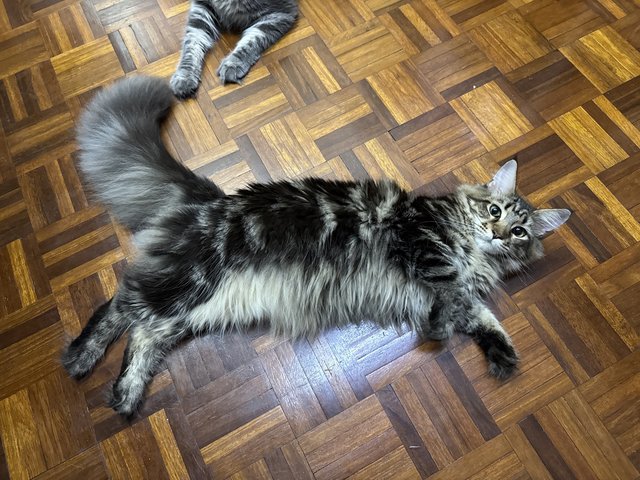 Trixie - Maine Coon Cat