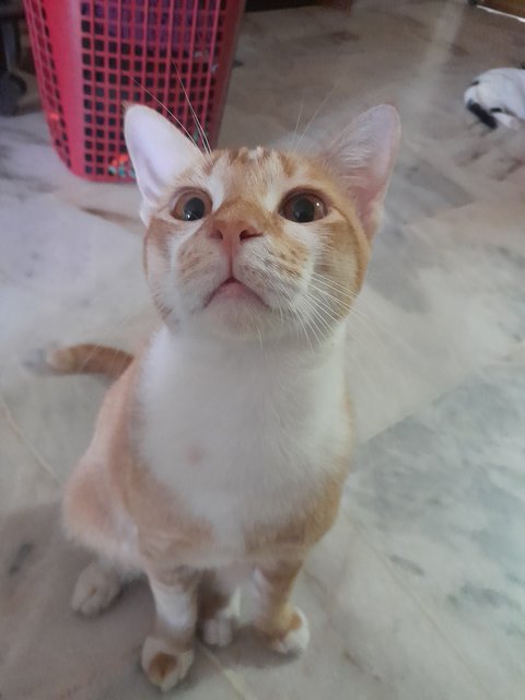 Simba - Domestic Short Hair Cat