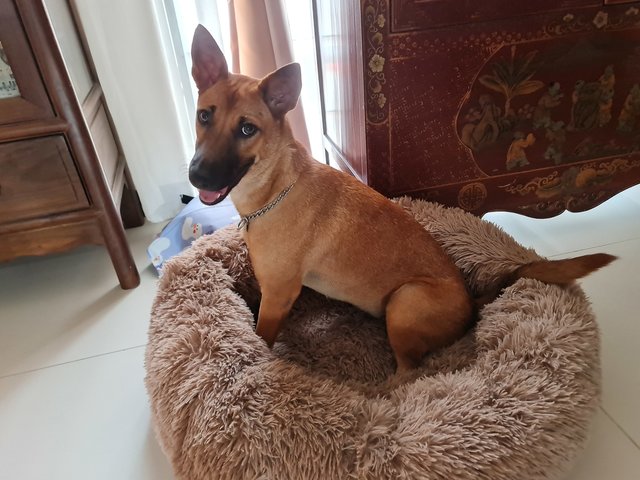 Luna, Mini German Shepard Look-alike - Mixed Breed Dog