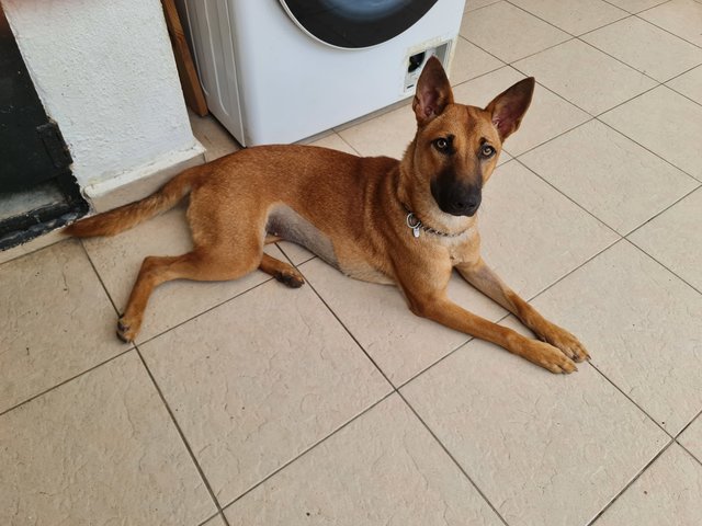 Luna, Mini German Shepard Look-alike - Mixed Breed Dog