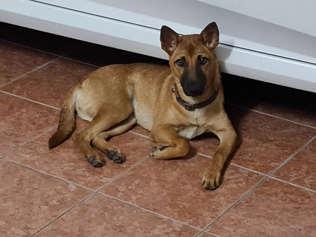 Luna, Mini German Shepard Look-alike - Mixed Breed Dog