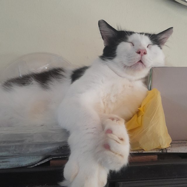 Panda  - Domestic Medium Hair + Ragdoll Cat
