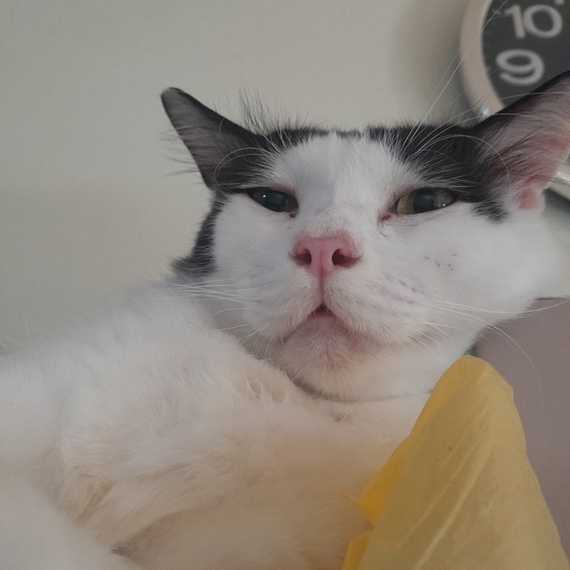 Panda  - Domestic Medium Hair + Ragdoll Cat