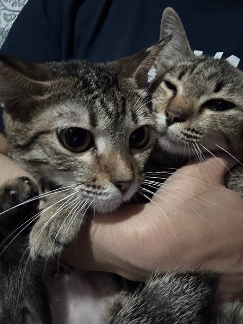 Teddy &amp; Bear 🐻  - Domestic Short Hair Cat