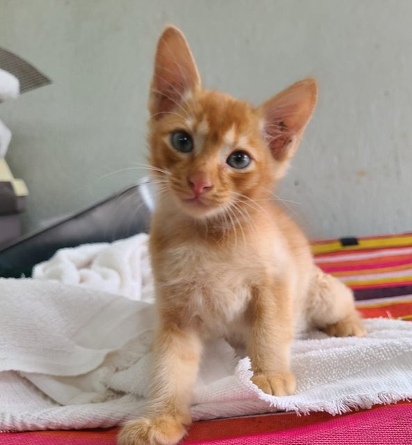 Ginger &amp; Shadow - Domestic Short Hair Cat