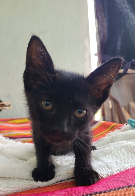 Ginger &amp; Shadow - Domestic Short Hair Cat