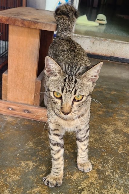 Boy Boy - Domestic Short Hair Cat