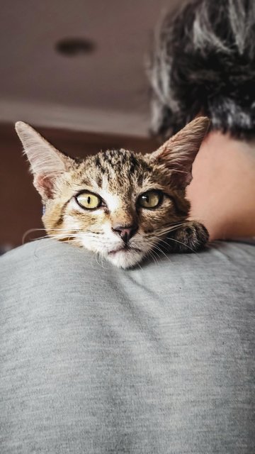 Fei Zai❤️ - Domestic Short Hair Cat