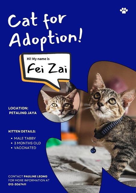 Fei Zai❤️ - Domestic Short Hair Cat